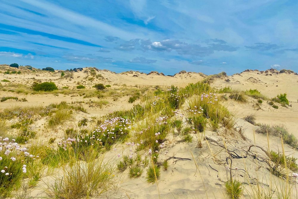 Doñana Nemzeti Park