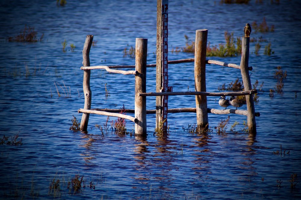 Doñana Nemzeti Park
