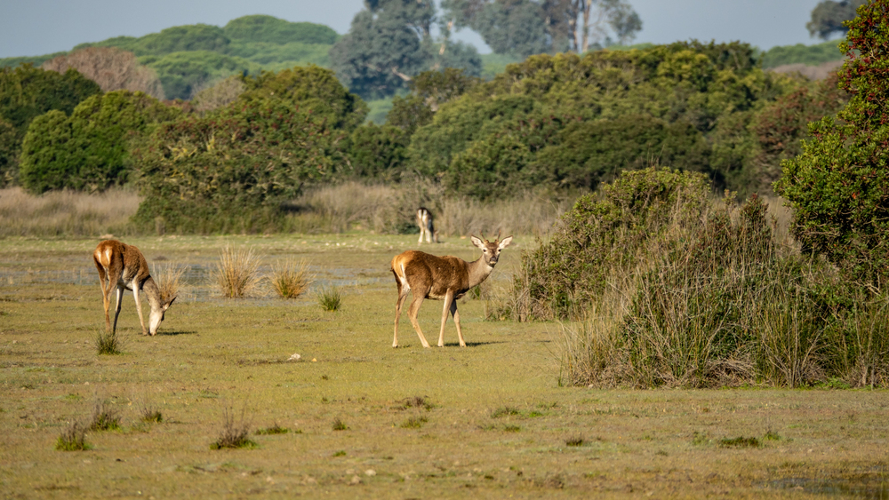 Doñana Nemzeti Park