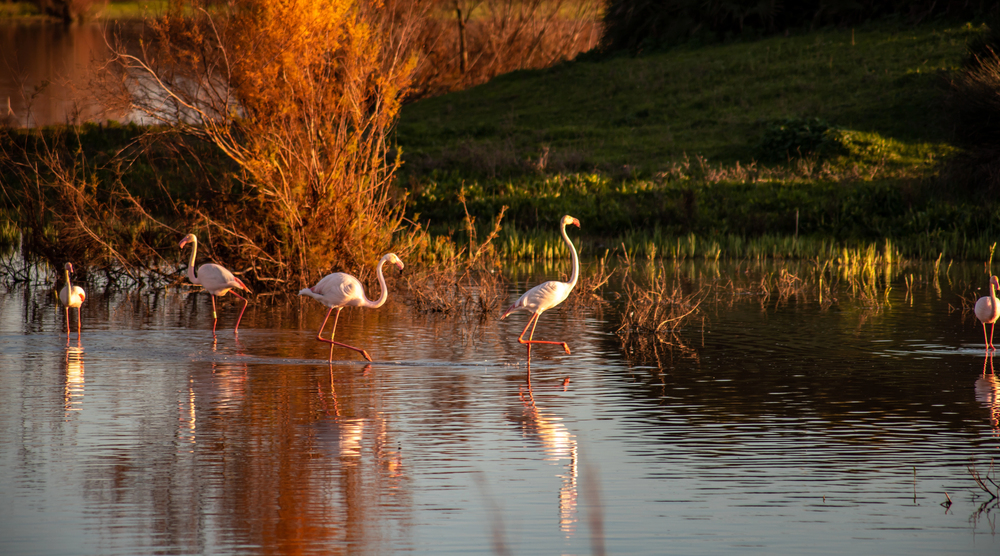 Doñana Nemzeti Park