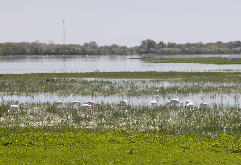 Doñana Nemzeti Park