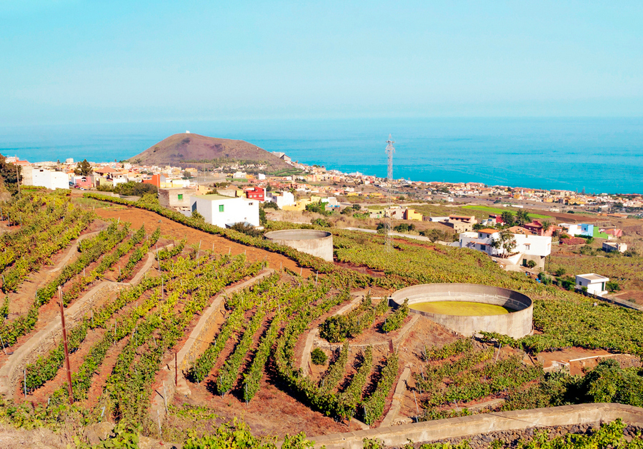 Kanári-szigetek tenerife szőlő borvidék 