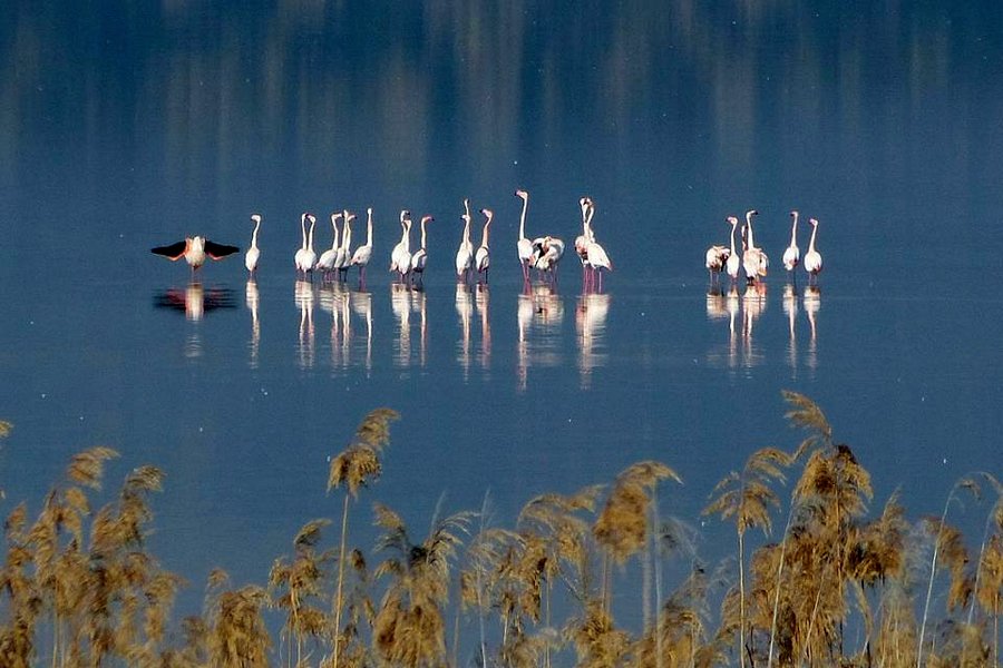 Laguna de Fuente de Piedra