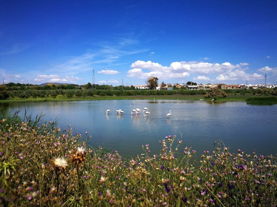 Laguna de Fuente de Piedra 