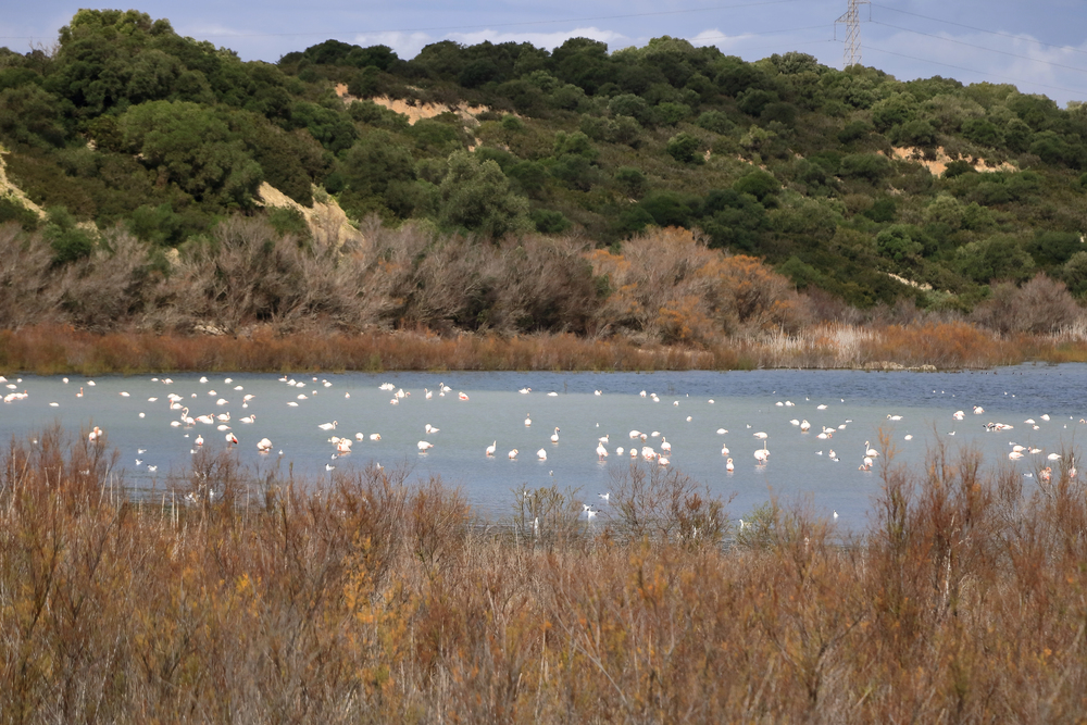 Laguna de Medina jerez