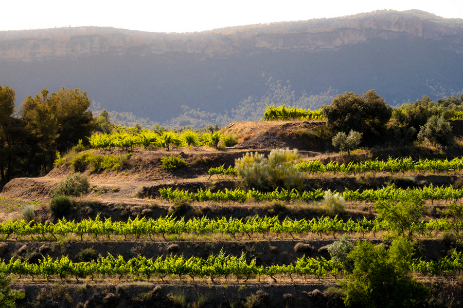 Priorat szőlő borvidék