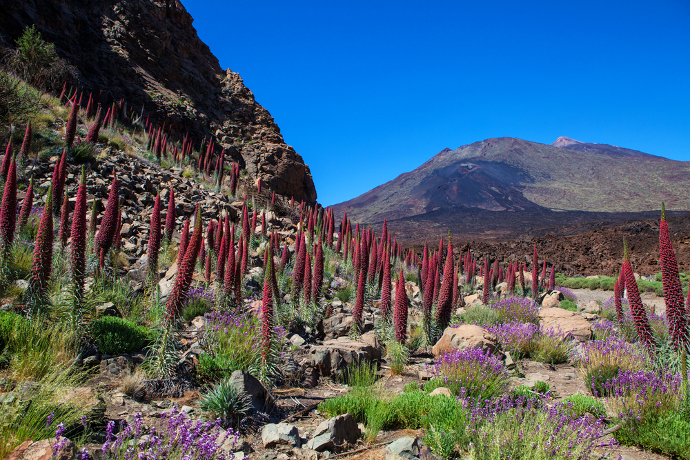 Teide-tenerife