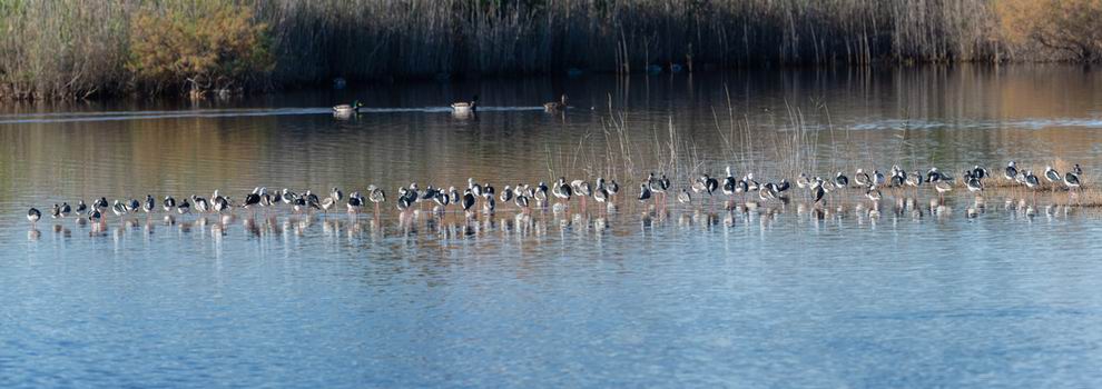 Valencia Albufera természeti park