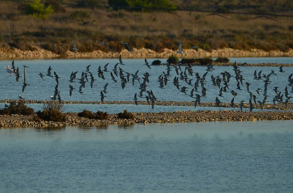 Salinas de Santa Pola